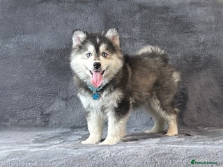 Pomsky dogs Stunning blue eyes f3 Pomsky puppies for sale - Advert 1