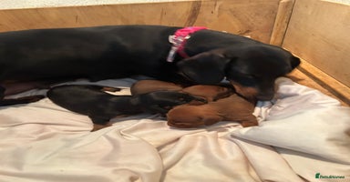 Dachshund dogs - Advert 6