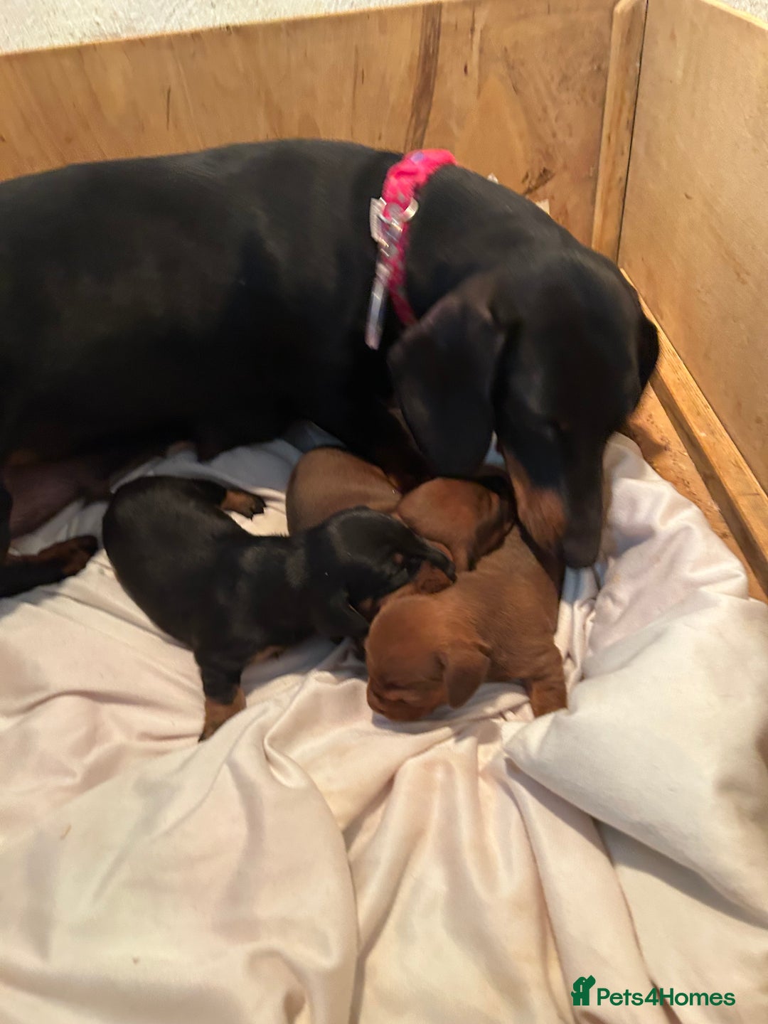 Dachshund dogs for sale: TOP QUALITY KC STANDARD SMOOTH DACHSHUNDS - Image 3
