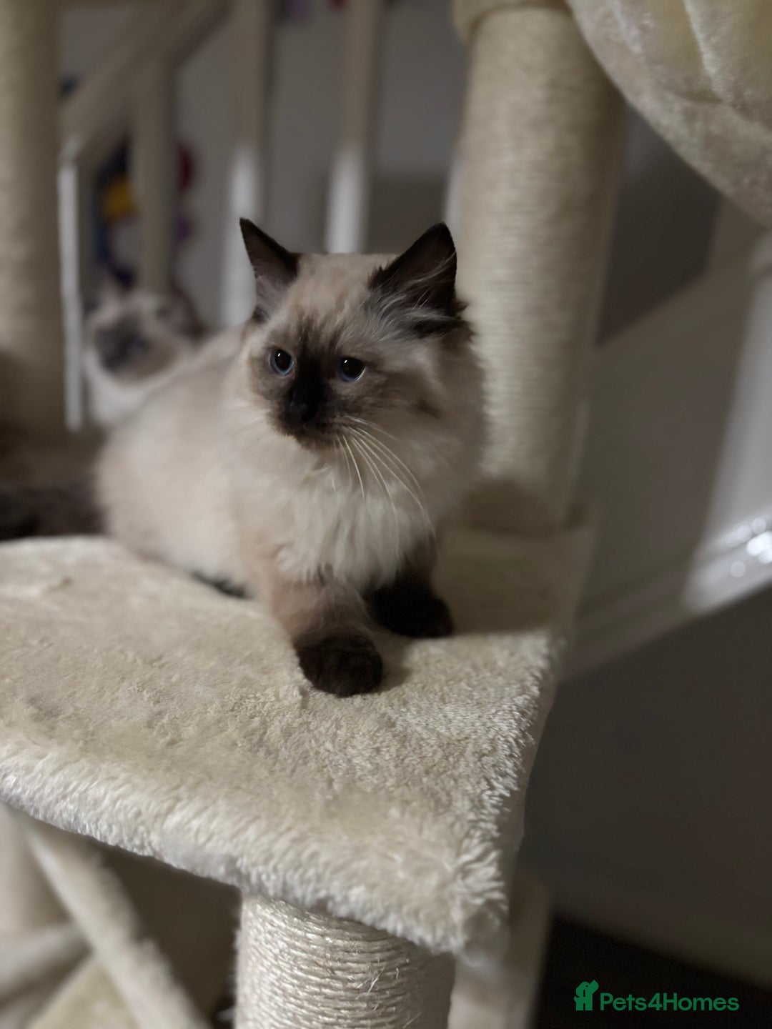 Ragdoll cats for sale: Stunning seal colourpoint boy gccf registered  - Advert 6