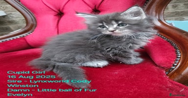 Maine Coon cats - Advert 10