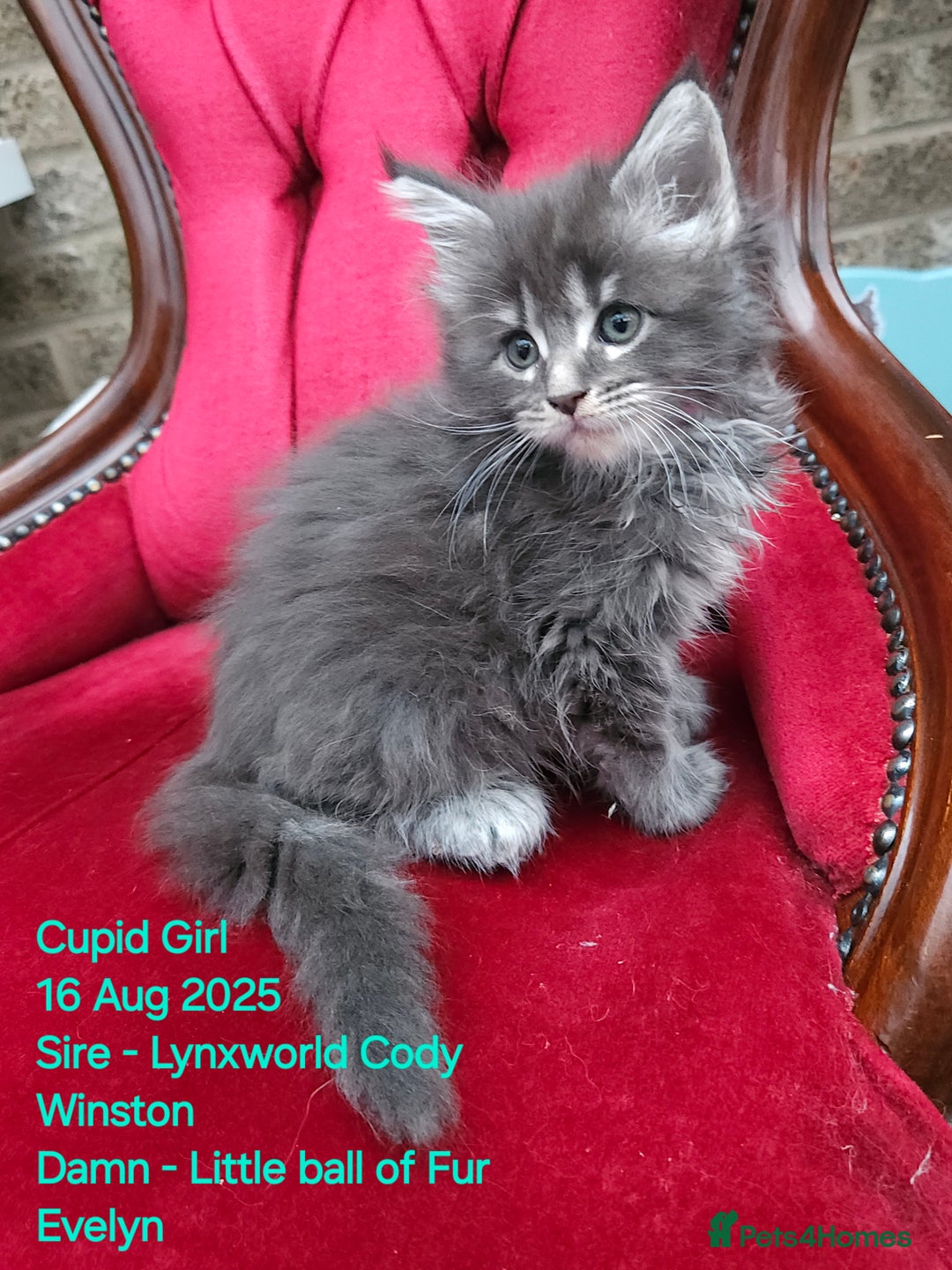 Maine Coon cats for sale: HIGH SILVER EHITE  GIRL ✨TICA REG BREEDER - Image 29