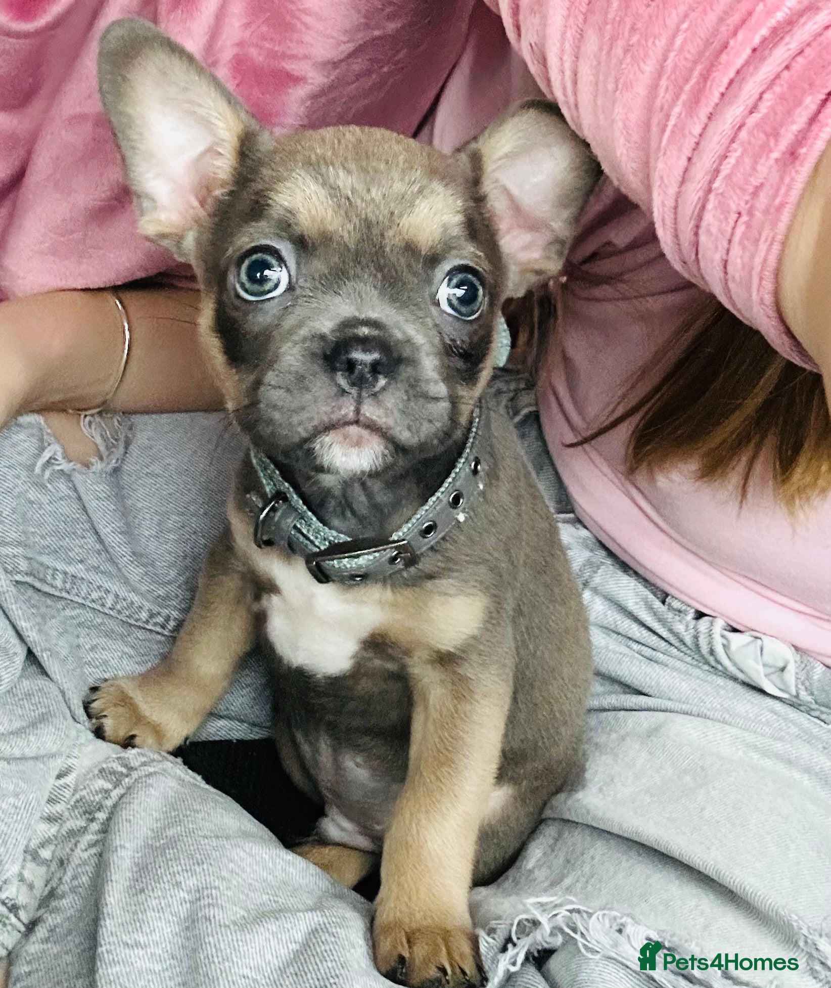 Mixed Breed dogs 1 x male puppy  - Advert 1