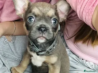 Mixed Breed dogs 1 x male puppy - Advert 1