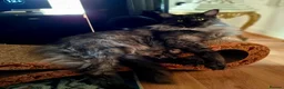 Maine Coon cats for sale: Pure Maine Coon Kittens - Denis & Doris in Huddersfield - Advert 13