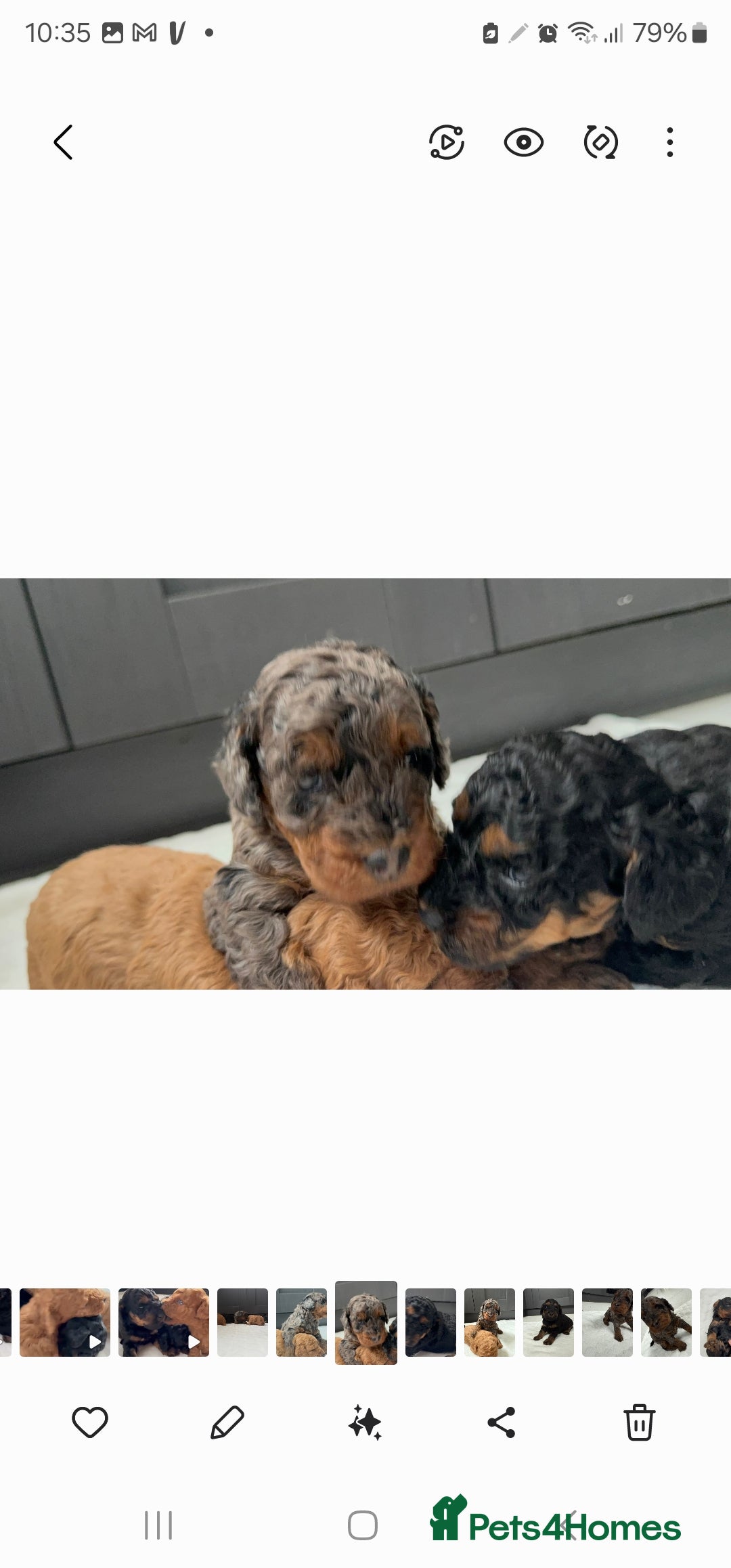 Cockapoo dogs for sale: F2 Cockapoo puppies for sale  - Image 17