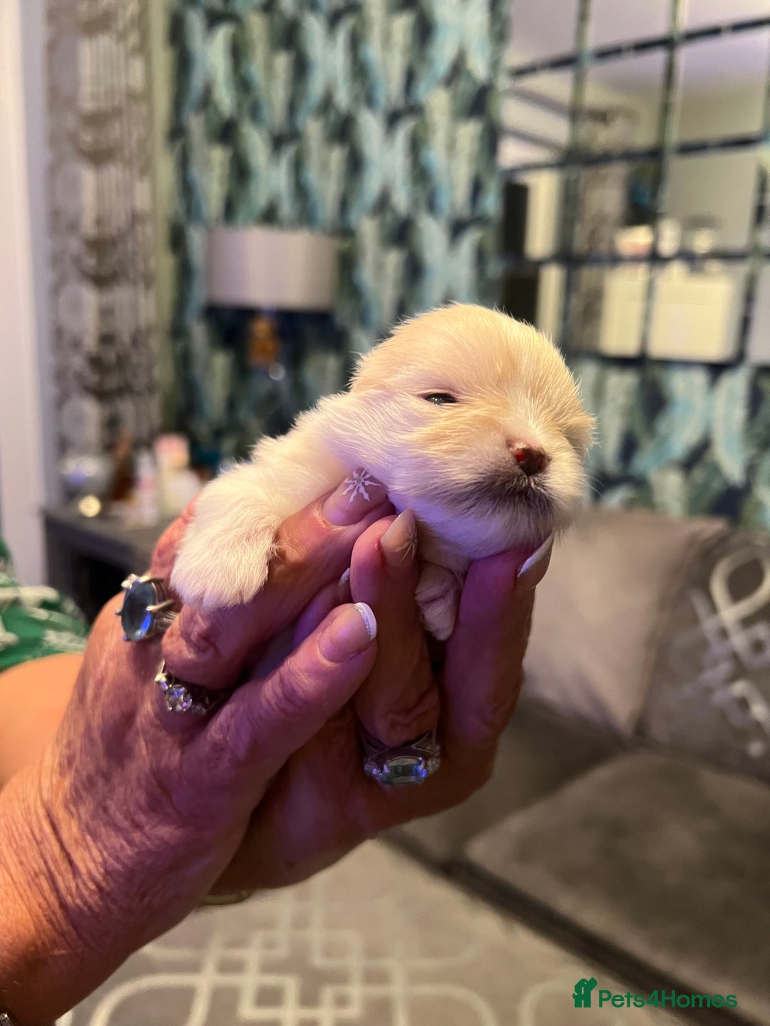 Pomeranian dogs for sale: pomerianian - Advert 2