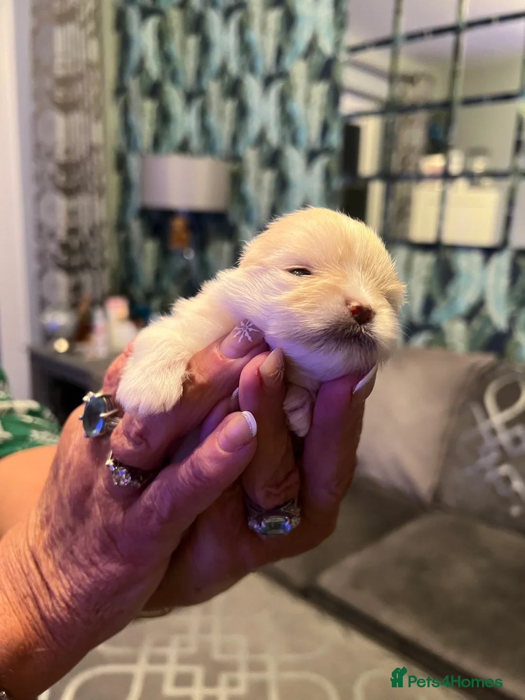 Pomeranian dogs for sale: pomerianian - Advert 2