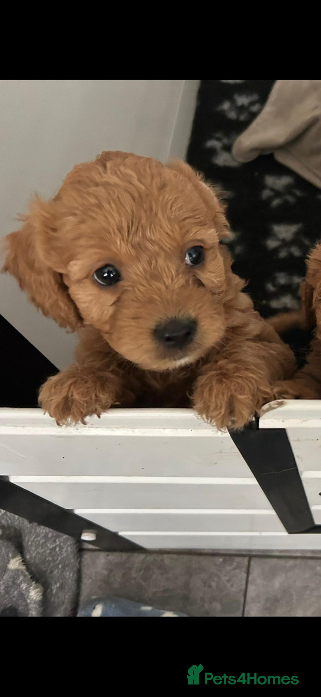 Mixed Breed dogs for sale: final reduction to find forever home  - Image 19