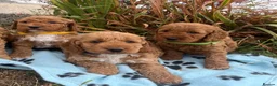 Cockapoo dogs for sale: Cockapoo puppies  - Advert 7