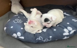 French Bulldog dogs for sale: Fluffy French Bulldogs - Image 10