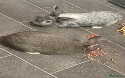 Mixed Breed rabbits for sale: Neutered bonded bunnies  - Image 4