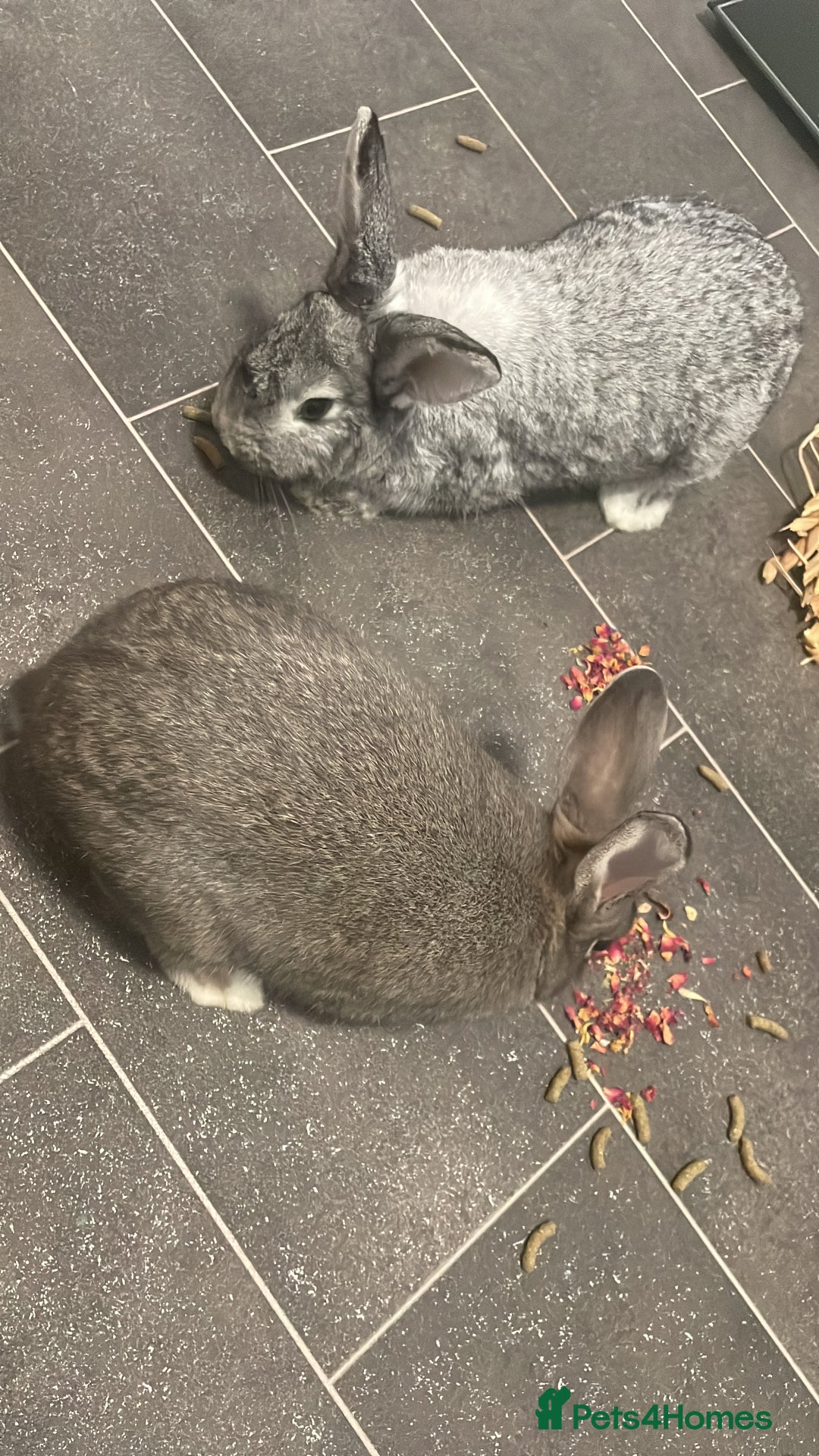Mixed Breed rabbits for sale: Neutered bonded bunnies  - Image 4