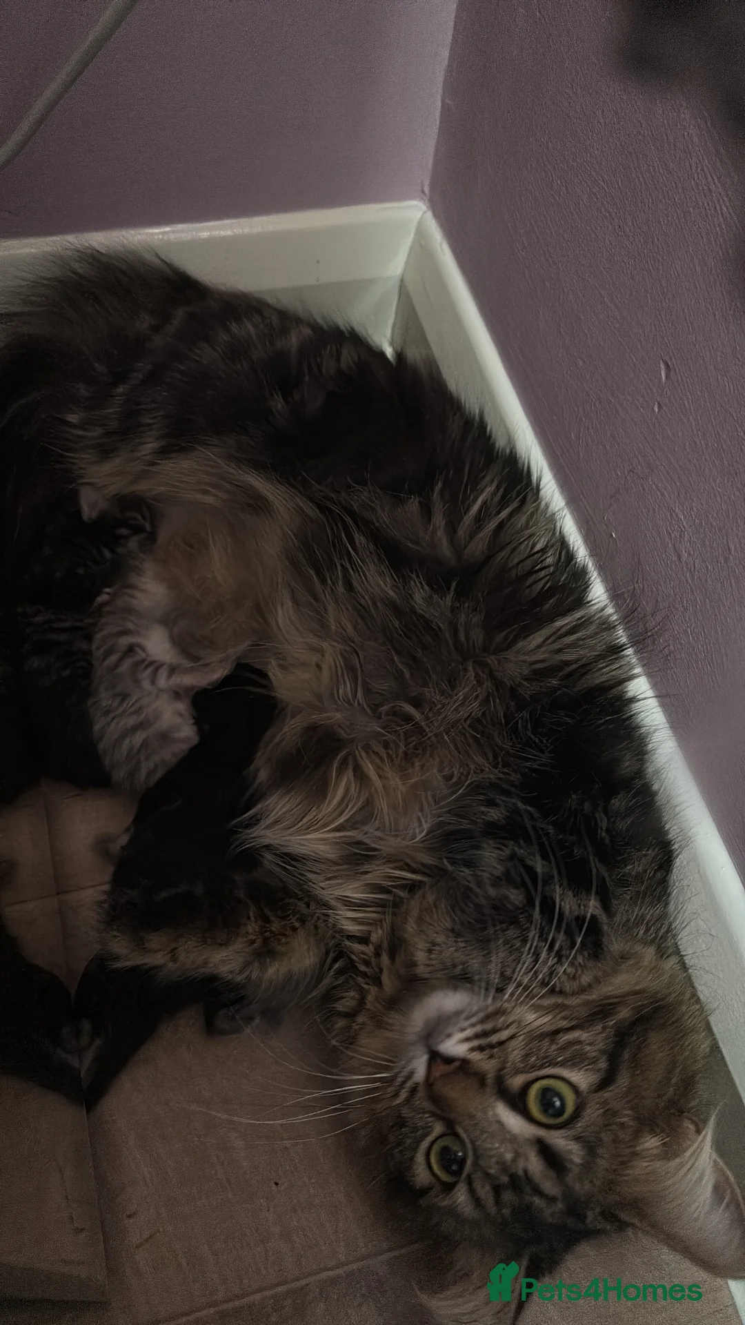 Mixed Breed cats for sale: Adorable fluffy kittens  in Ipswich - Advert 2