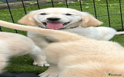 Golden Retriever dogs for sale: 🏆 Kc reg puppies health tested parents 🏆 - Image 12