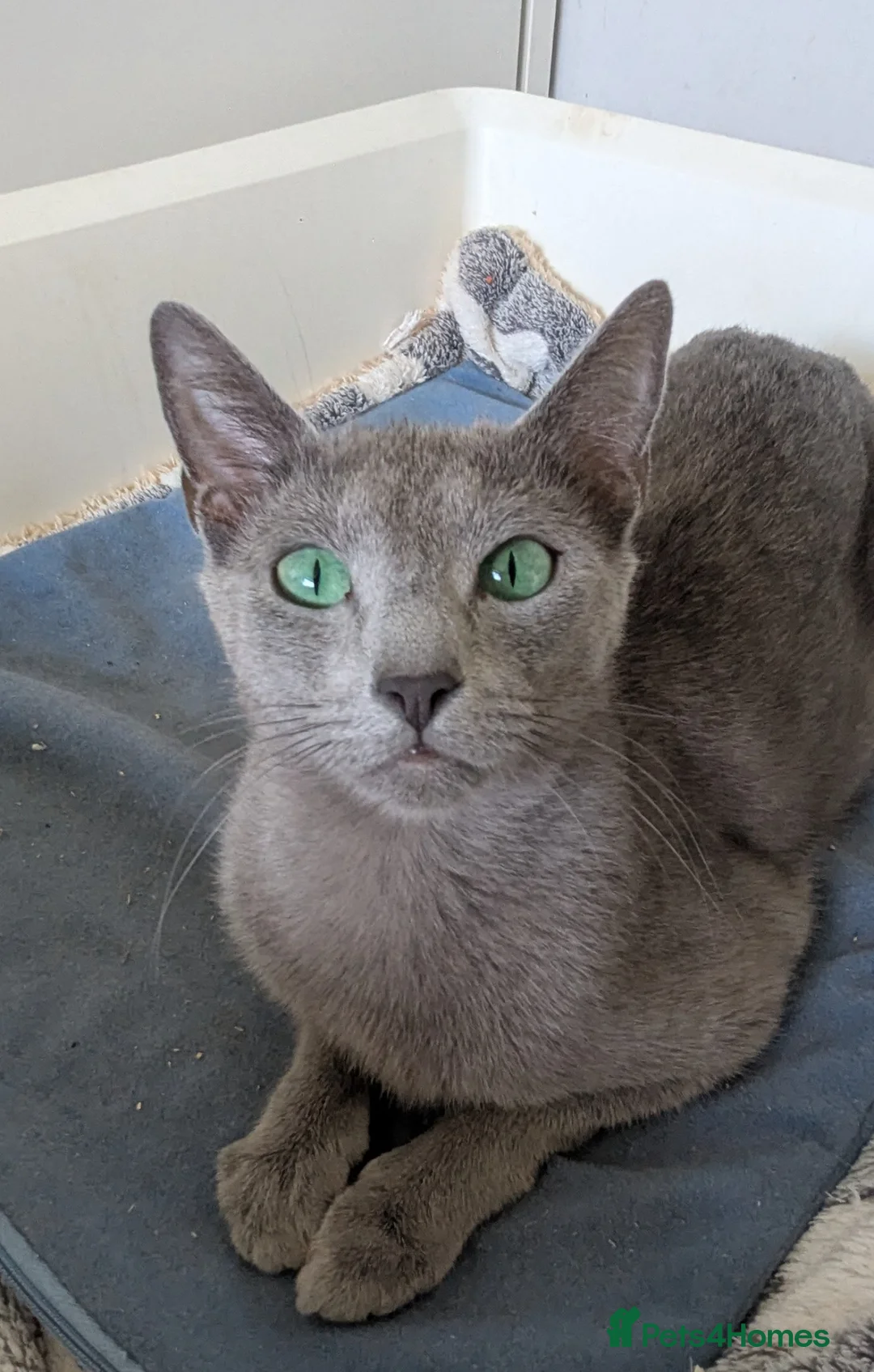 Russian Blue cats for sale: TICA Registered well socialised male kitten - Advert 9