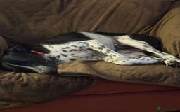 Mixed Breed dogs for adoption: Sergio the rescue dog sweetheart, in Liverpool - Image 9