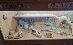 Leopard Gecko reptiles for sale: Female Leopard Gecko - Image 6