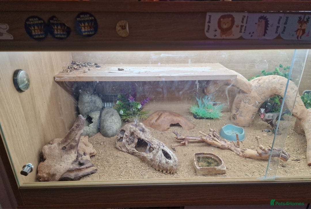 Leopard Gecko reptiles for sale: Female Leopard Gecko - Image 6
