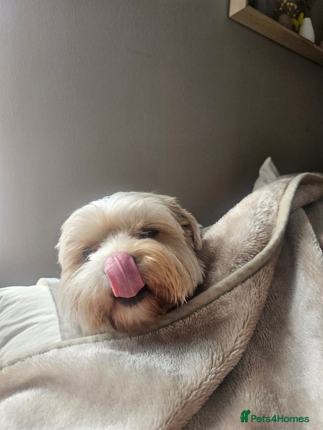 Yorkshire Terrier dogs for stud: Tricolor Beauty  Yorkshire Terrier Biewer Stud Dog - Image 6