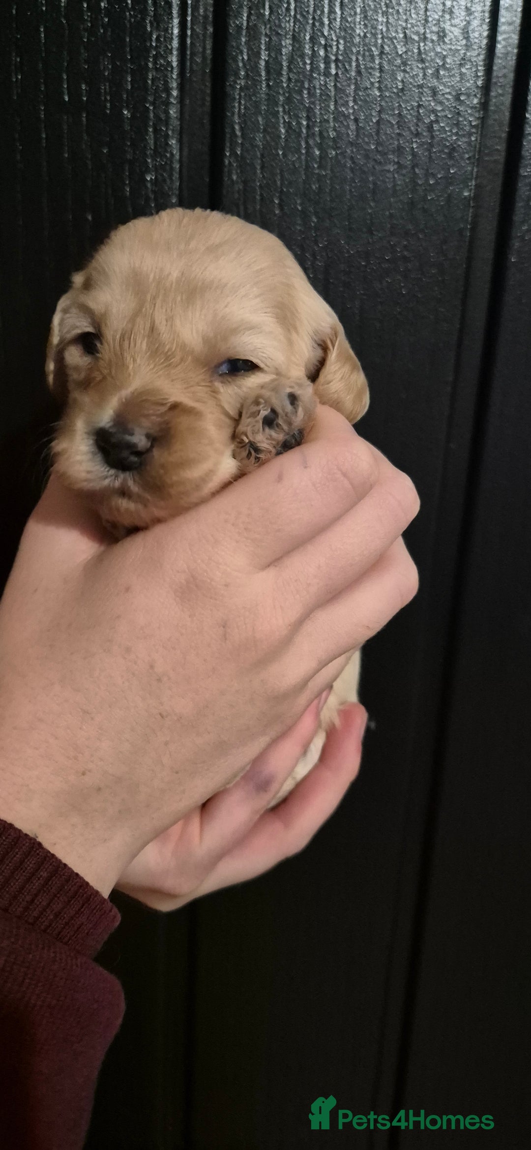 Mixed Breed dogs for sale: Gorgeous cavapoochon puppies - Advert 22