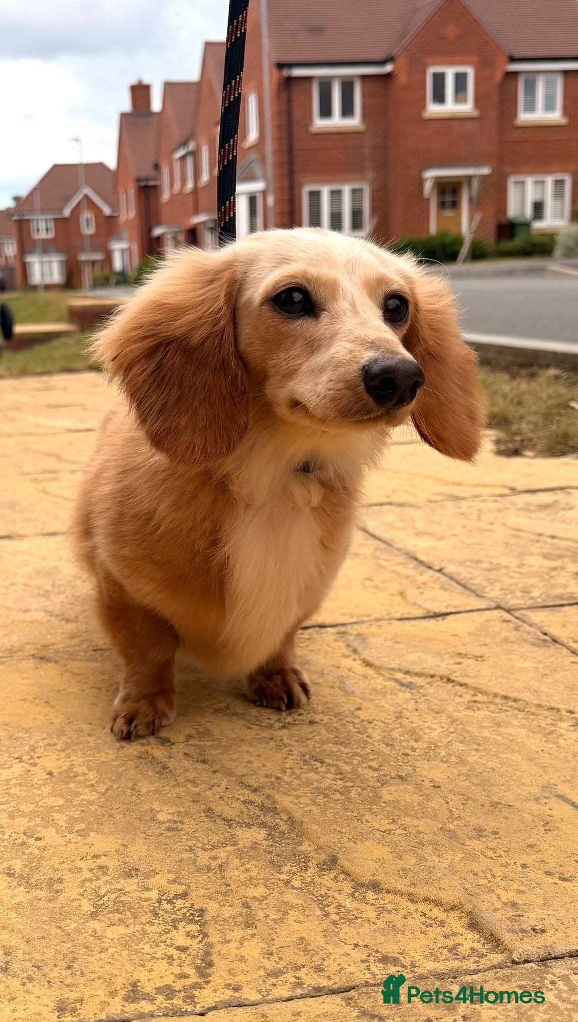 Miniature Dachshund dogs KC registered Long haired miniature Dachshund  - Advert 2