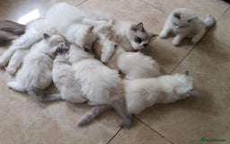 Ragdoll cats for stud: GCCF/TICA register, EU Ragdoll CHAMPIONSHIP STATUS in London - Image 9