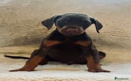 Dobermann dogs for sale: Doberman puppies  - Image 8