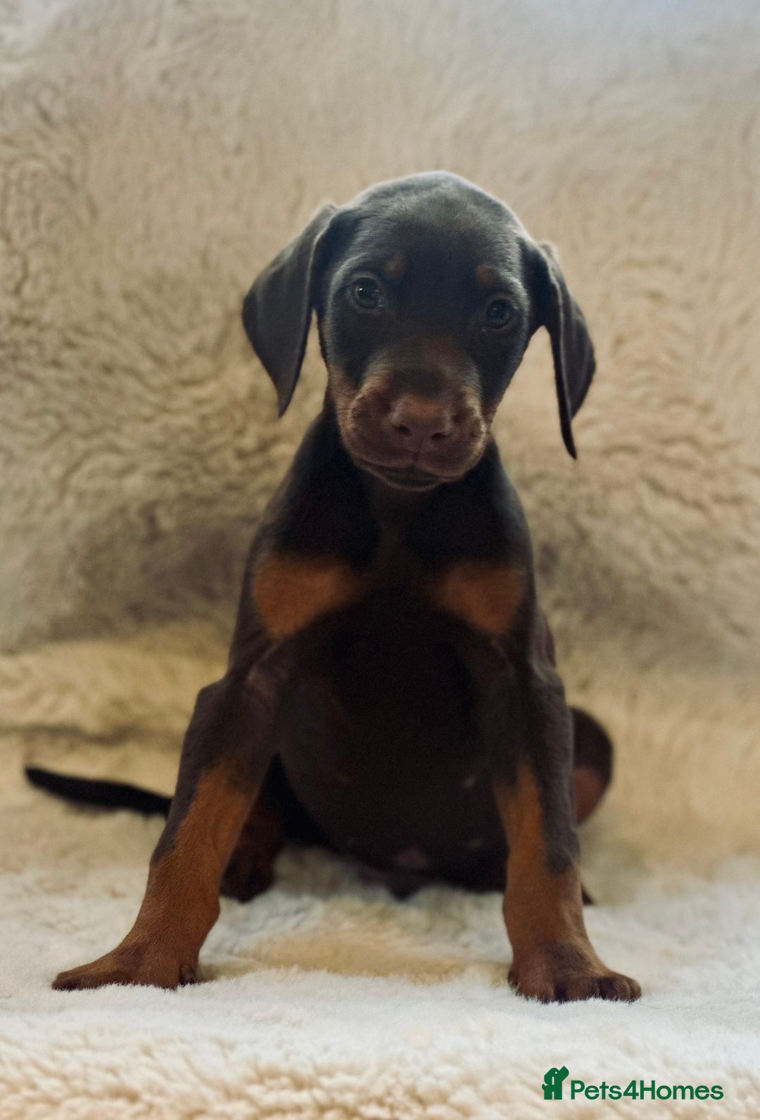 Dobermann dogs for sale: Doberman puppies  - Image 8