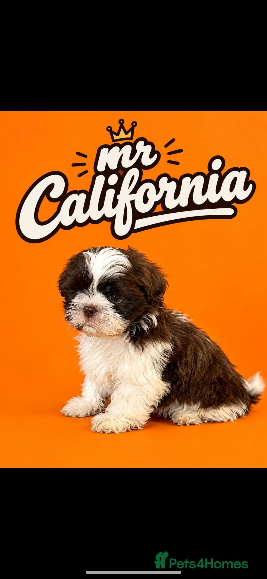 Shih Tzu dogs for sale: Imperial shih tzu puppies  - Advert 6