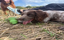 Cocker Spaniel dogs for sale: Stunning WCS - Image 5