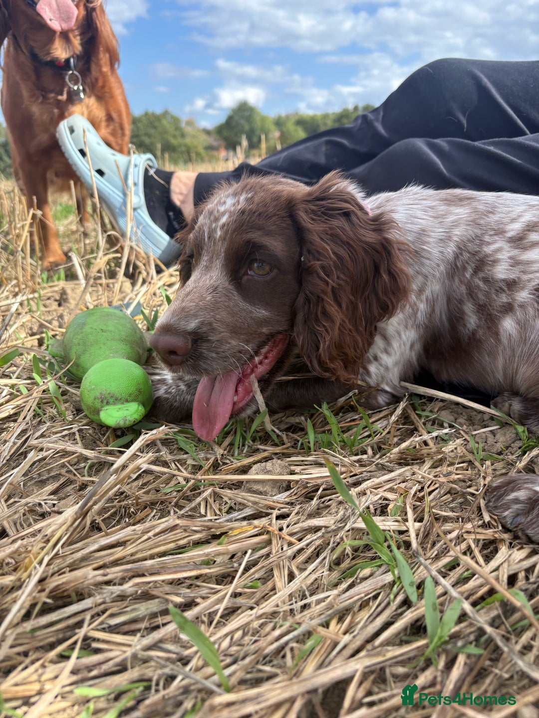 Cocker Spaniel dogs for sale: Stunning WCS - Image 5