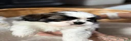 Shih Tzu dogs for sale: 5 purebred adorable fluffy shihtzu’s ready to view - Advert 37