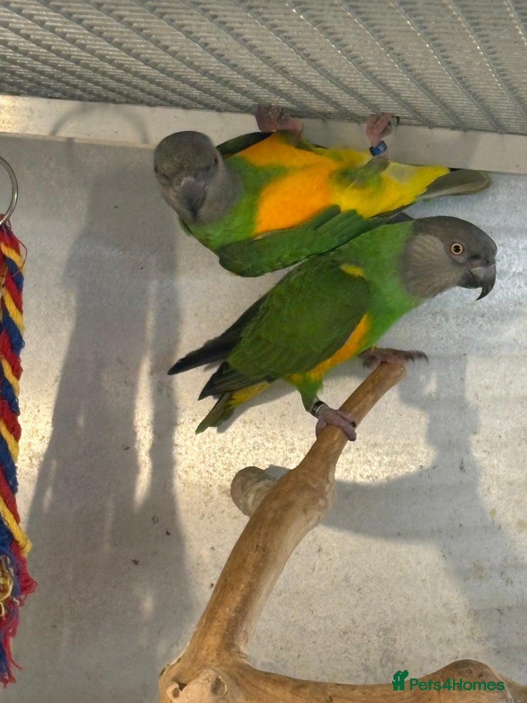 Parrots birds for sale: Senegal Parrots  - Advert 2