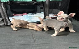 French Bulldog dogs for sale: French Bull Dog Puppies! - Image 1