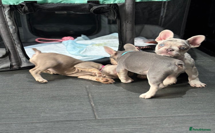 French Bulldog dogs - Advert 14