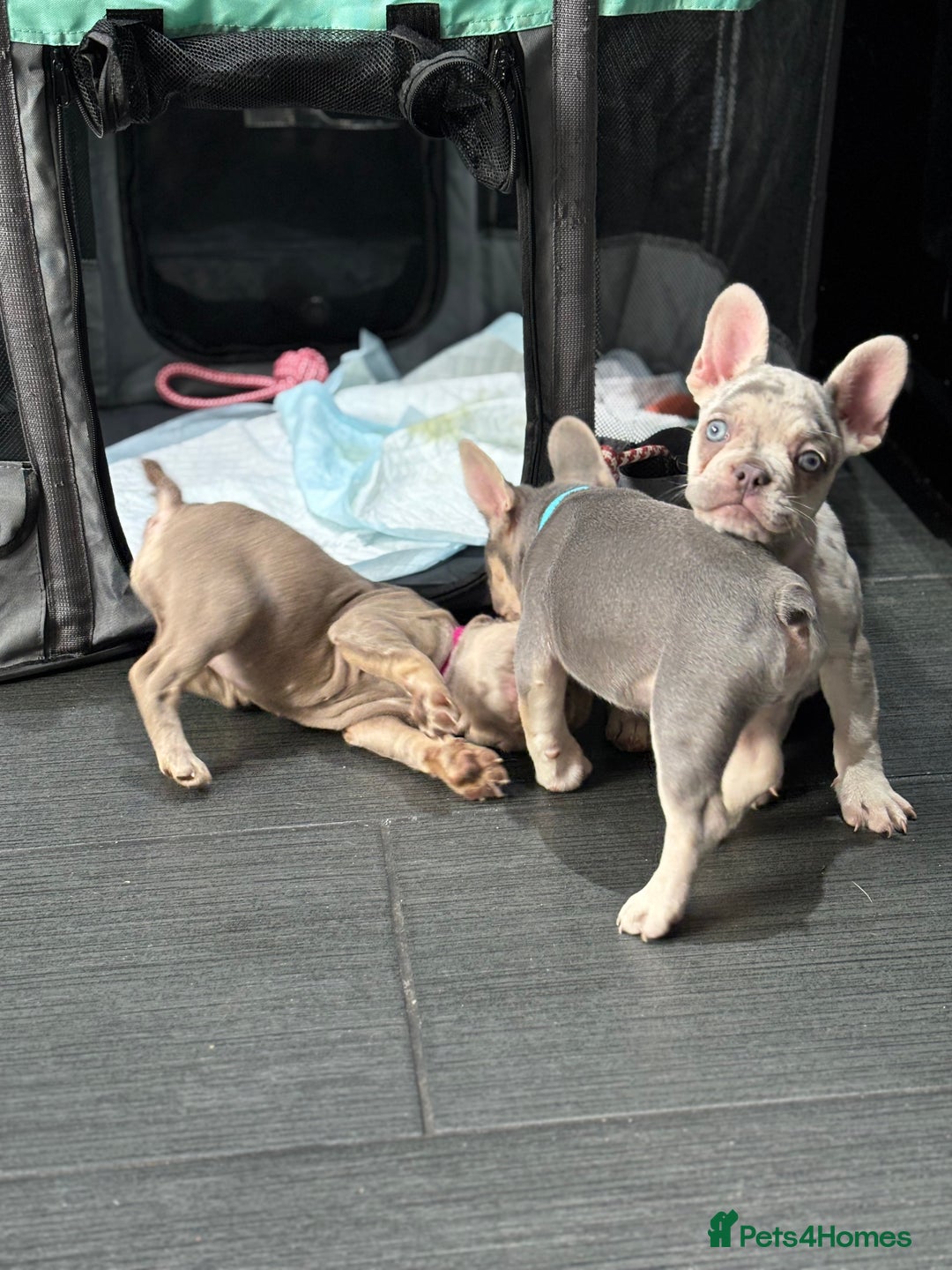 French Bulldog dogs for sale: French Bull Dog Puppies! - Image 1