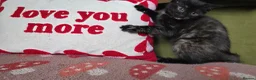 Mixed Breed cats for sale: Female Kitten Ready now - Advert 3