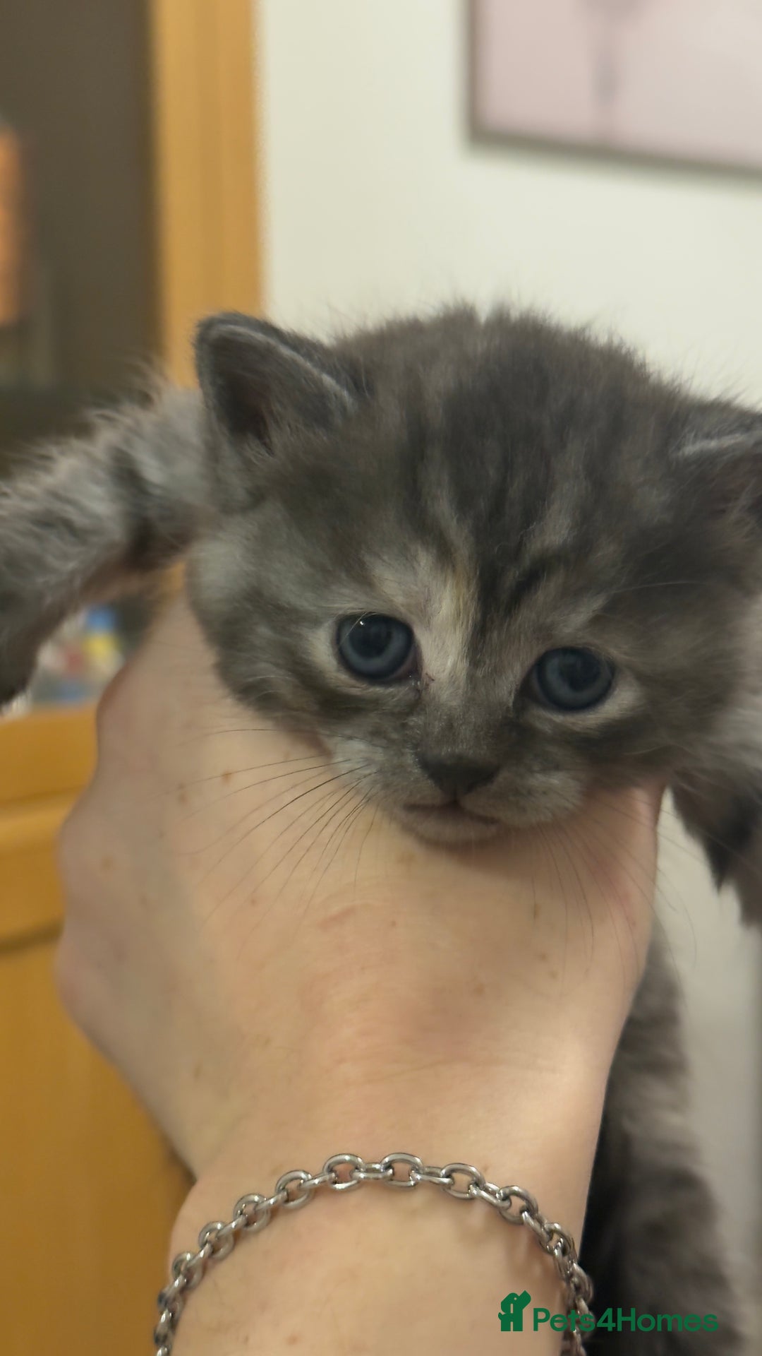 British Shorthair cats for sale: Half British shorthair kittens - Advert 9