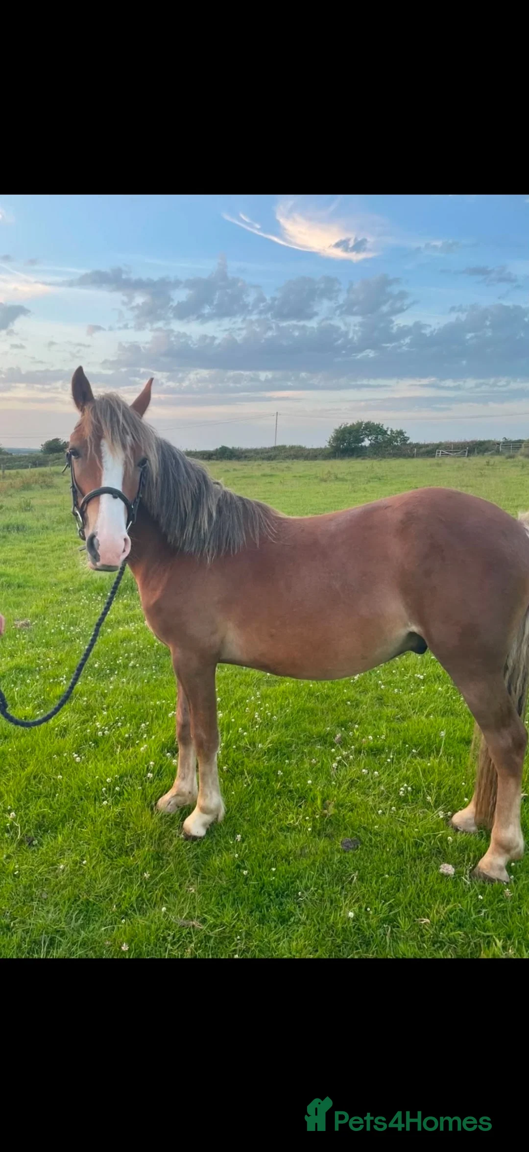 New Forest horses for sale: Ginger in Camelford - Advert 2