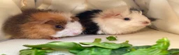Guinea Pig rodents for sale: Bonded teddy x Abyssinian males - Advert 10
