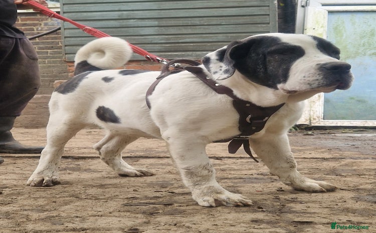 Central Asian Shepherd dogs in Pulborough - Advert 1