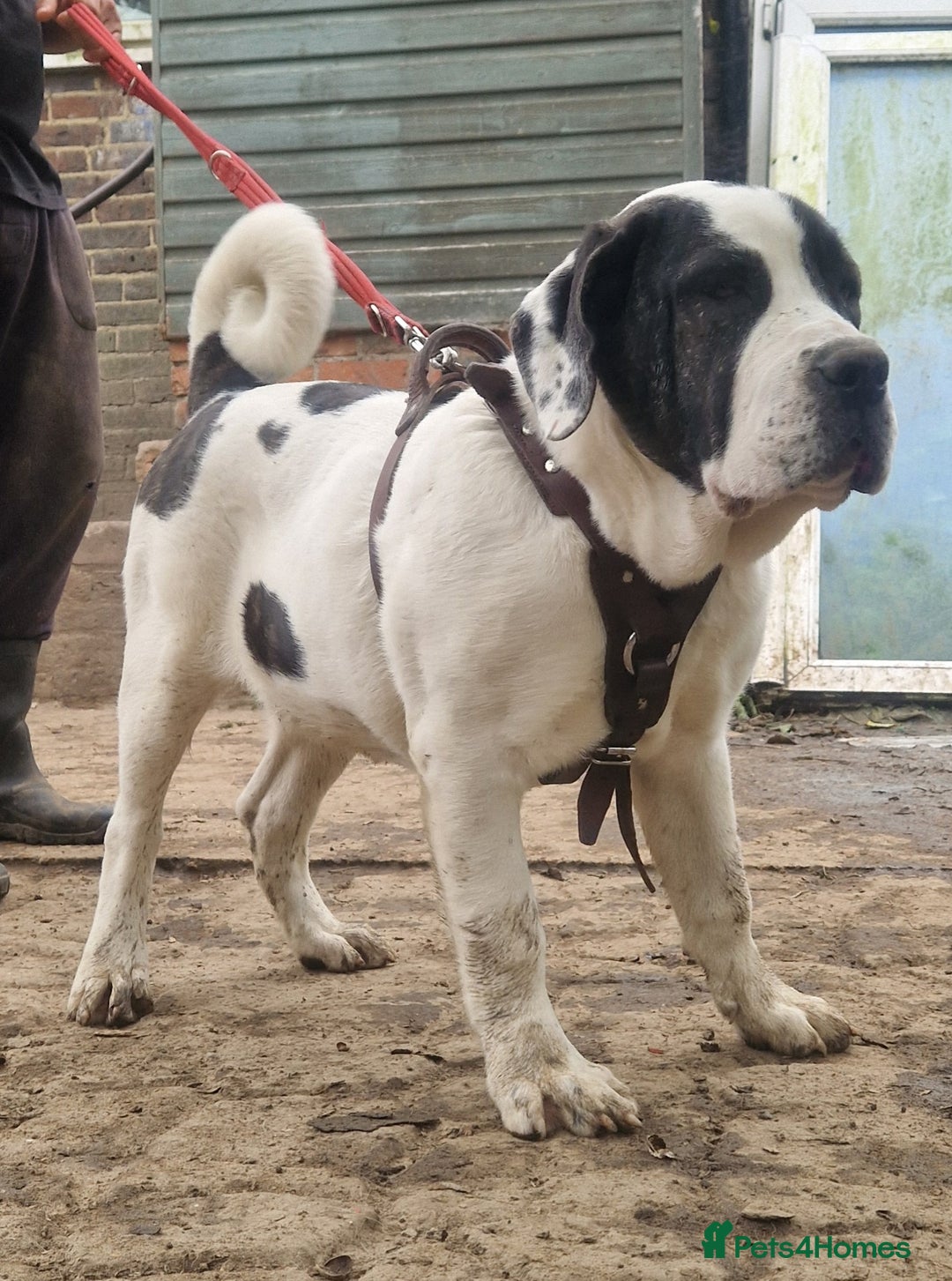 Central Asian Shepherd dogs for sale: Beautiful Alabai Mastiff puppies  in Pulborough - Image 1