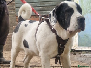 Central Asian Shepherd dogs in Pulborough - Advert 3