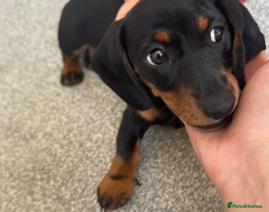 Miniature Dachshund dogs for sale: Miniture Dachshund female in Belper - Advert 1