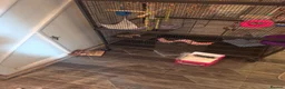 Sugar Glider rodents for sale: Pair of suger glider  in Gravesend - Advert 7