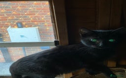 Mixed Breed cats for sale: All black kittens ready now  - Advert 4