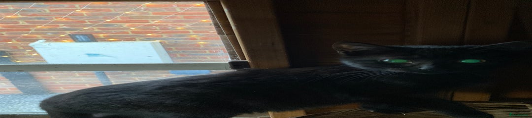 Mixed Breed Kitten 1