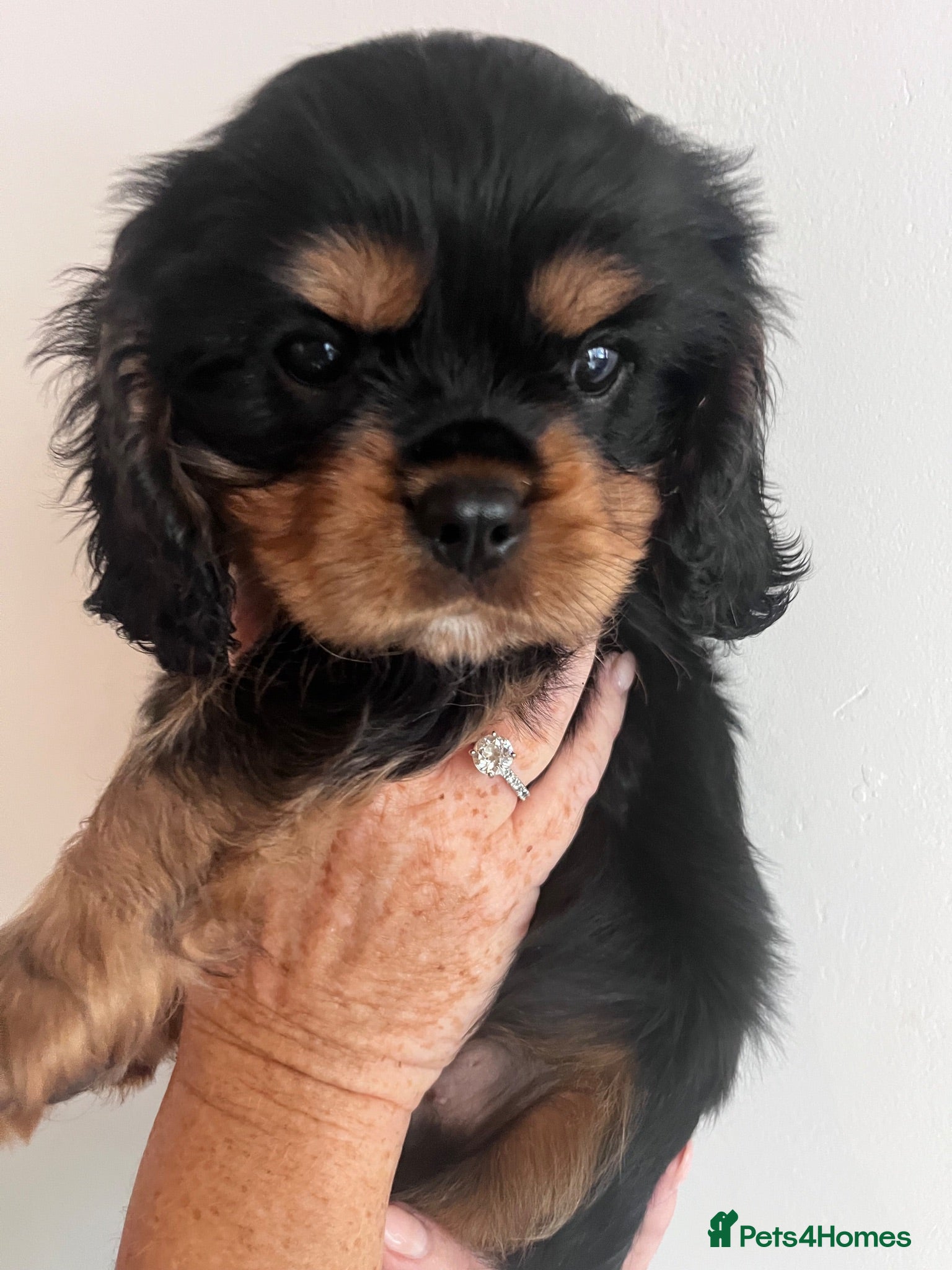 Cavalier King Charles Spaniel dogs Beautiful litter KC cavalier King Charles spaniel - Advert 6