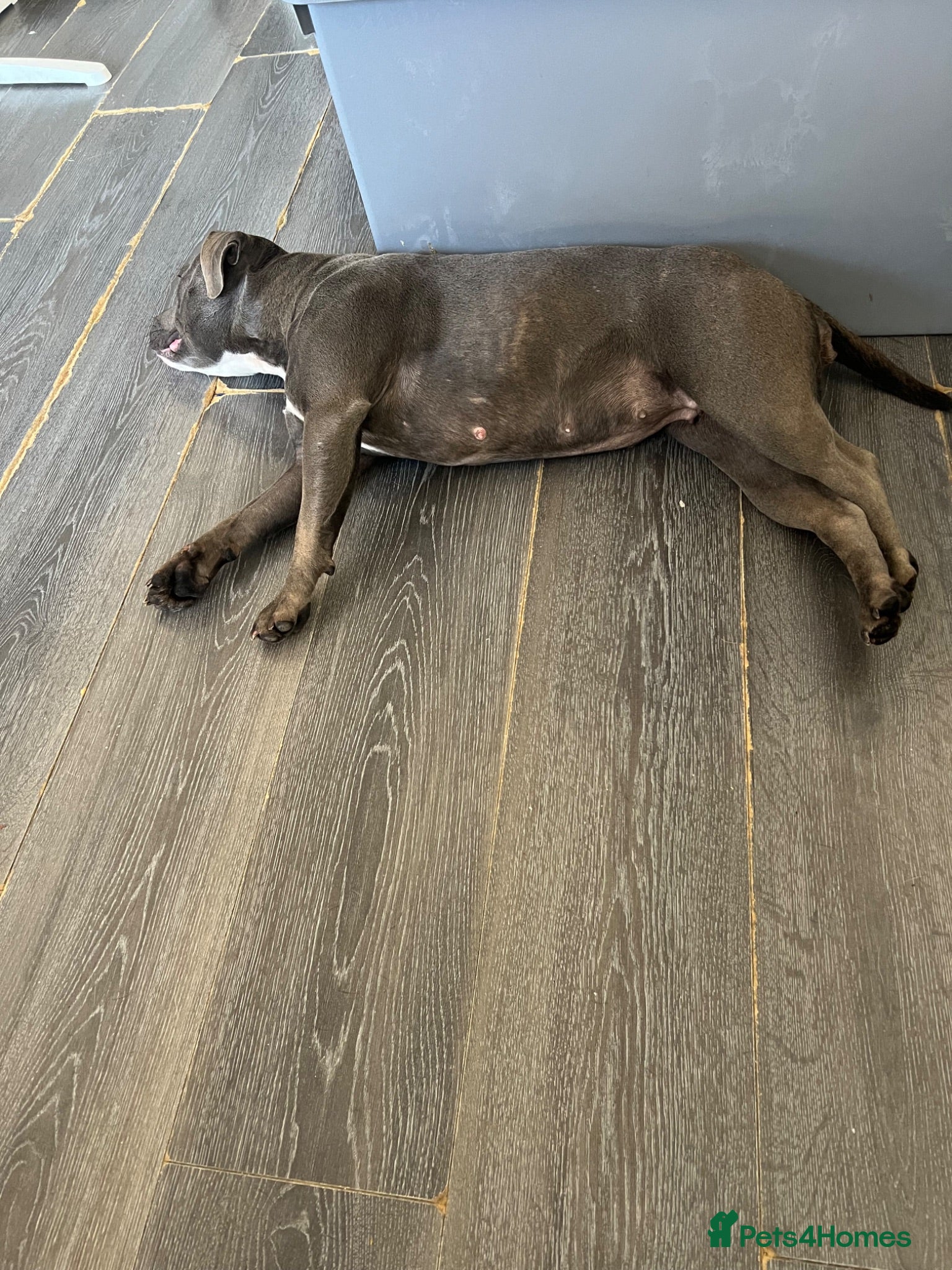Staffordshire Bull Terrier dogs Two beautiful stuffy Puppy girls for sale ready  - Advert 2